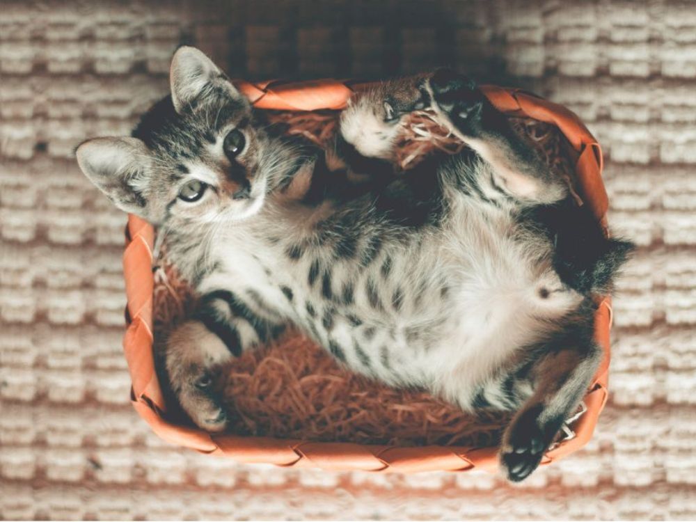 Gatinho tranquilo no cesto