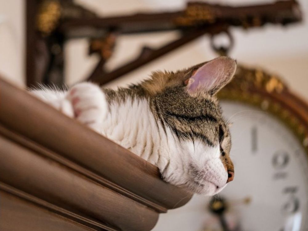 Os gatos têm um bom relógio biológico e vão esperar, ou mesmo pedir, pela comida sempre no mesmo horário.