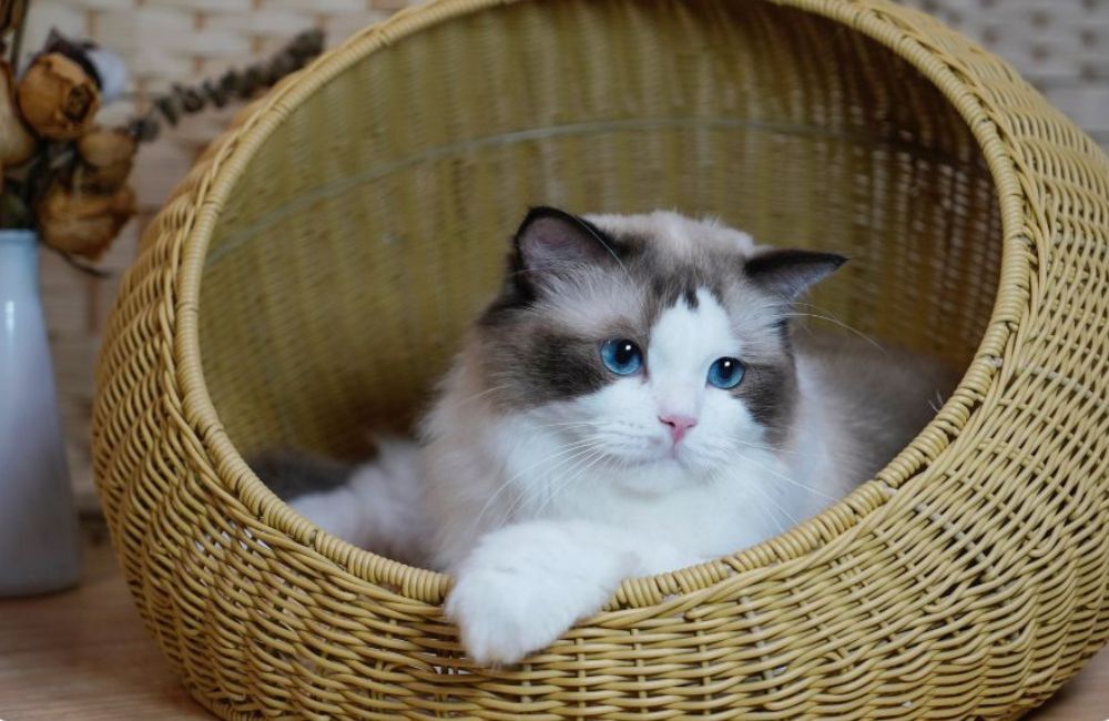 Gatificação tem a ver com adaptar uma casa para atender as necessidades de um gato e todos os gatos querem um espacinho só para eles.
