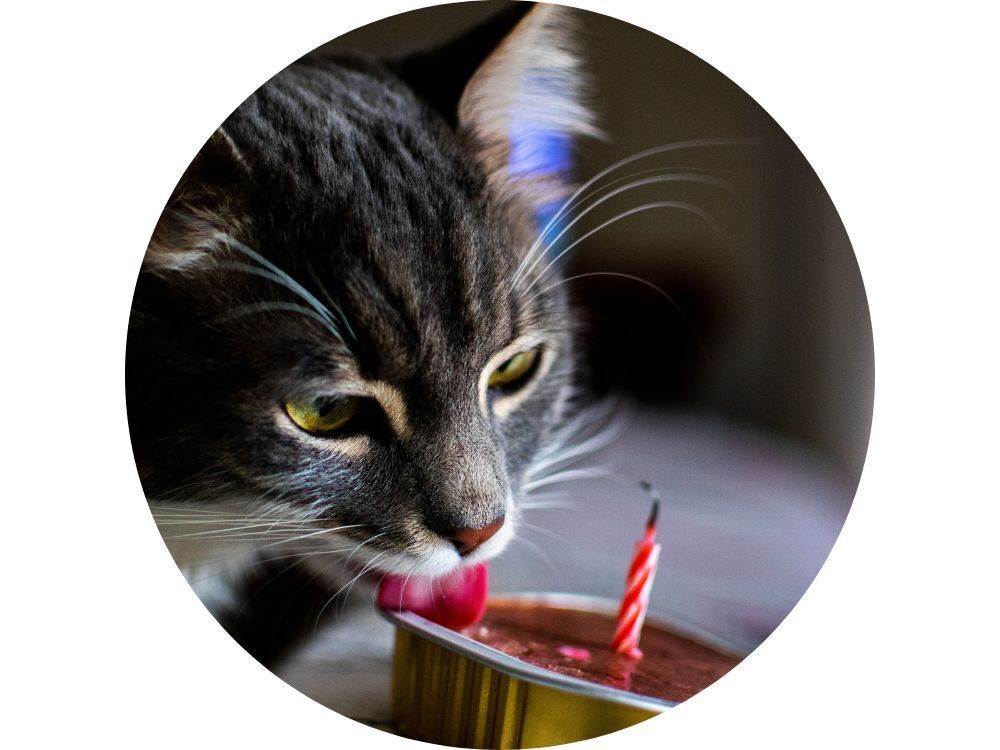 gato lambendo ração em potinho com vela de aniversário. A alimentação para gatos deve ser variada.