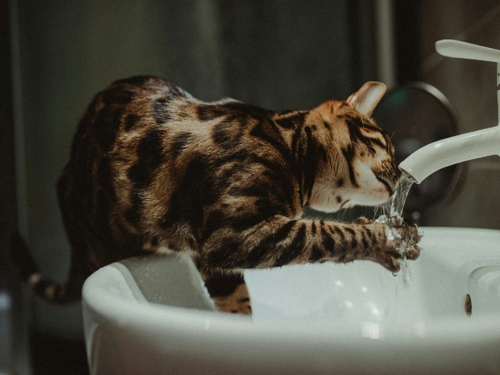 Gatos tendem a preferir a água corrente. Vale a pena investir em uma fonte para eles.