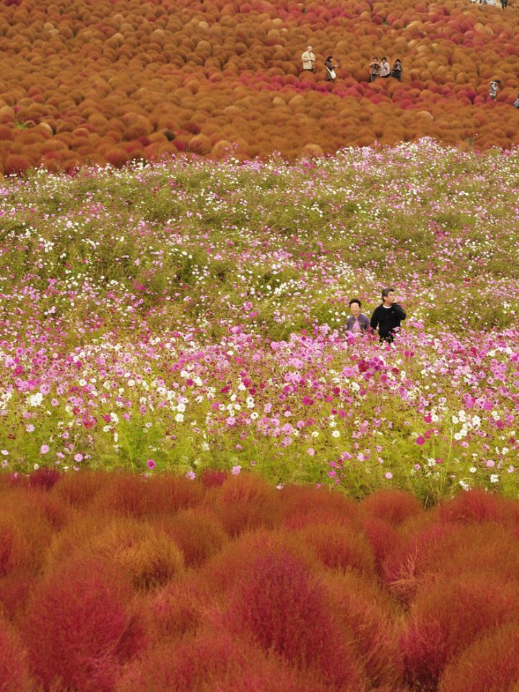 Hitachi Seaside Park, no Japão.