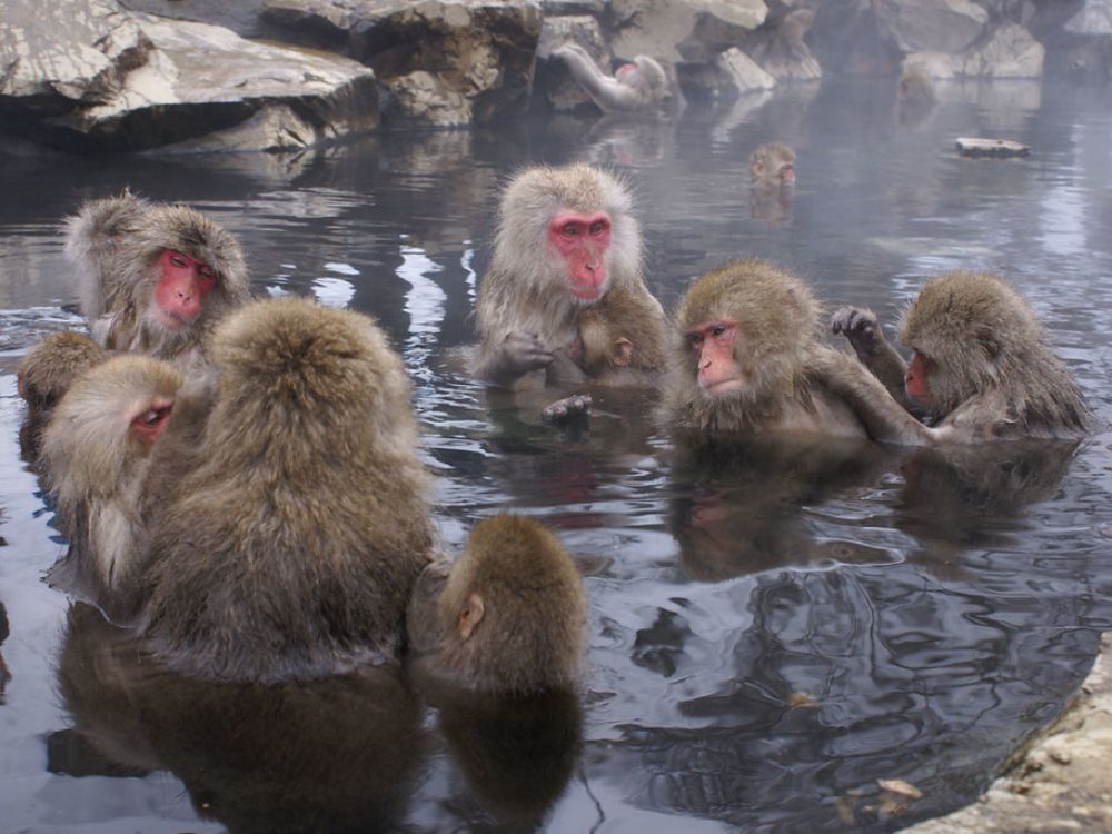 Jigokudani Monkey Park