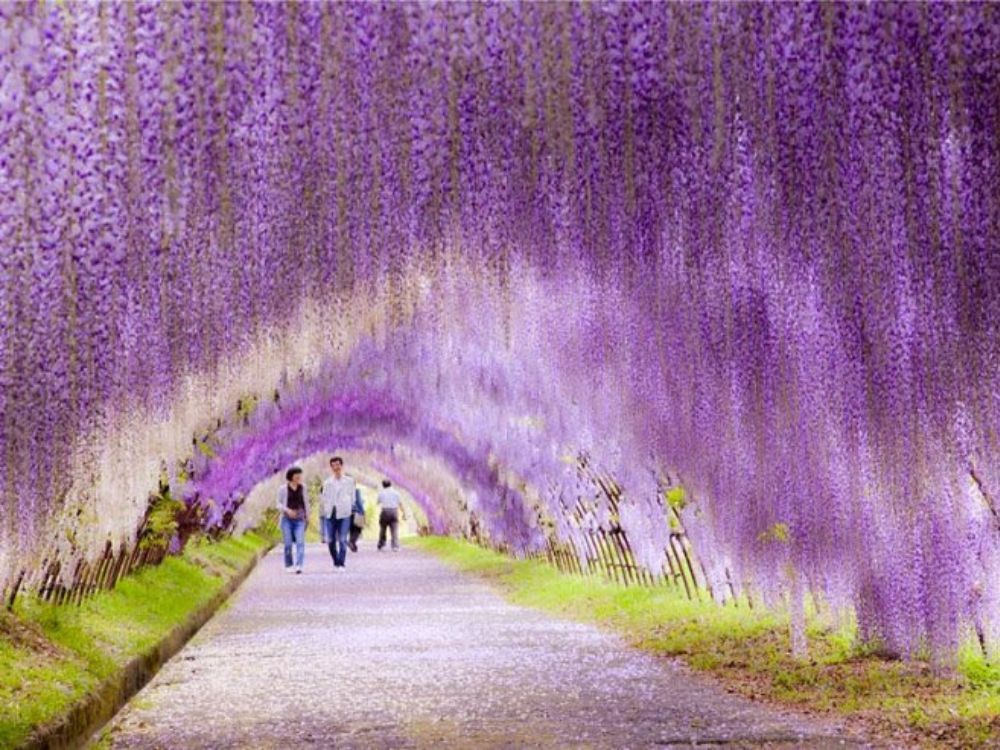 Kawachi Wisteria Garden, no Japão.