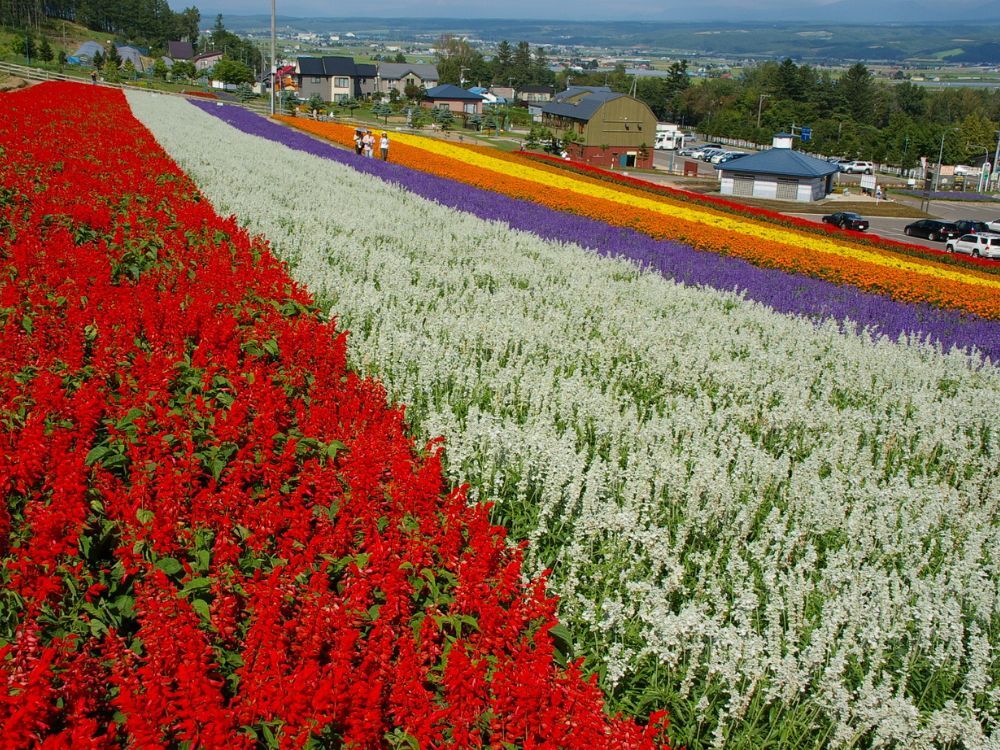 Lavender Field em Hokkaido.