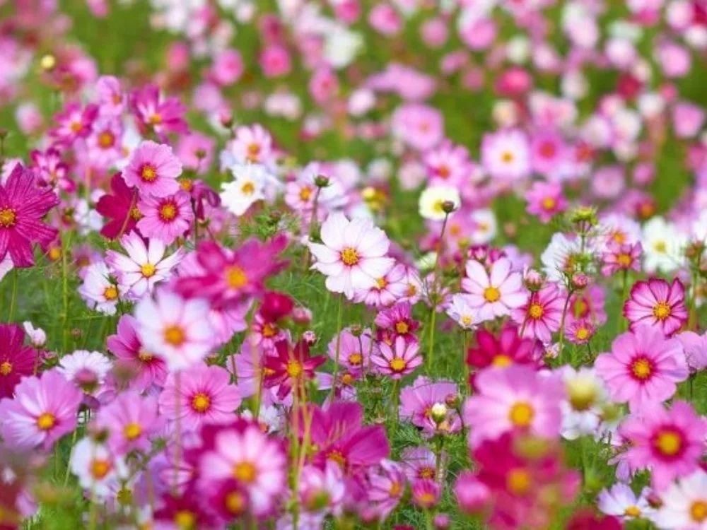 Ferramentas e substratos para jardinagem. Belo jardim de flores.
