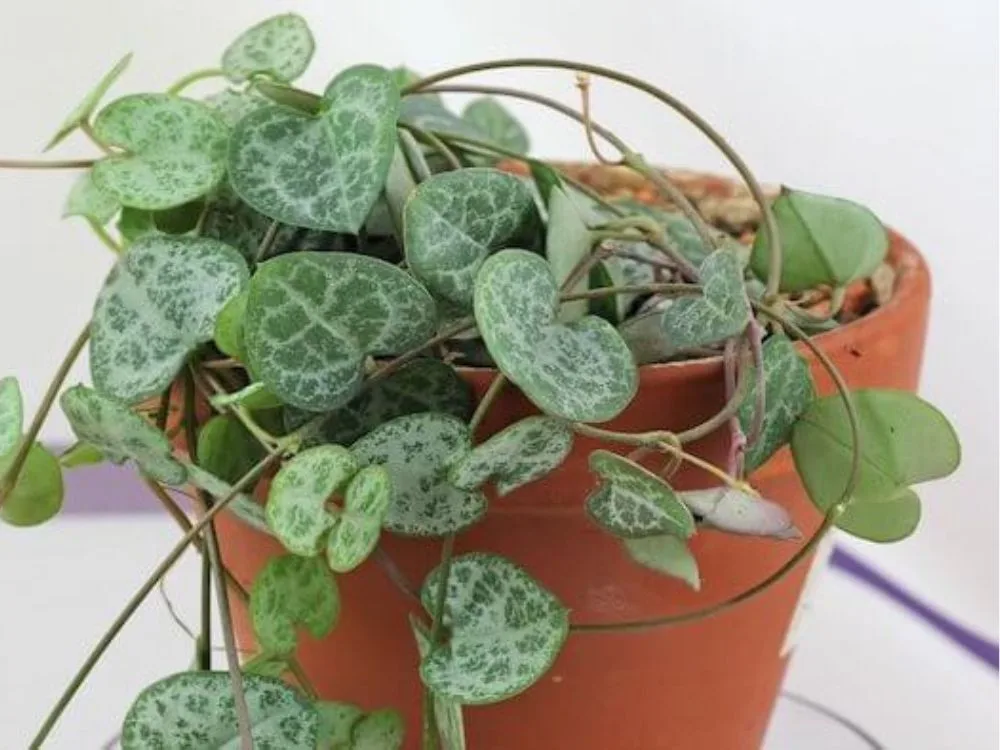 Ferramentas e substratos para jardinagem. Vaso com plantas.