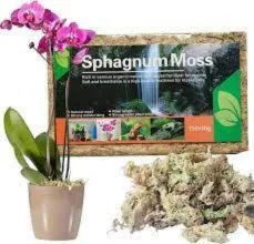 Musgo esfagno para jardinagem