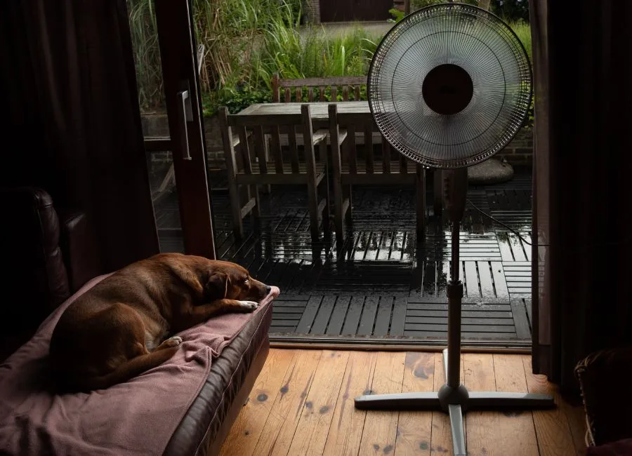 Cachorro com calor  pode ficar desanimado.