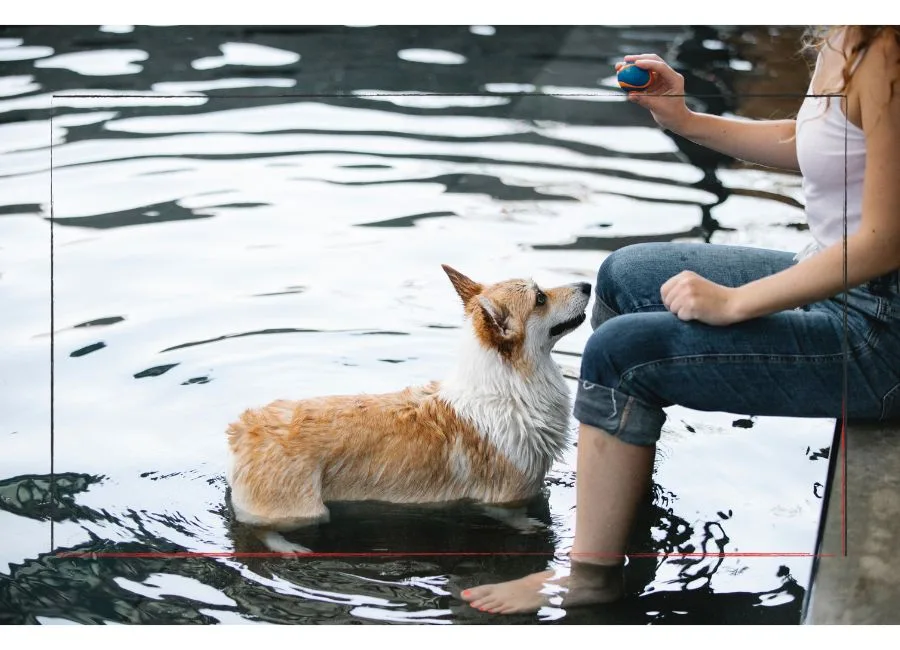 Em dias quentes, os cães também precisam se refrescar.