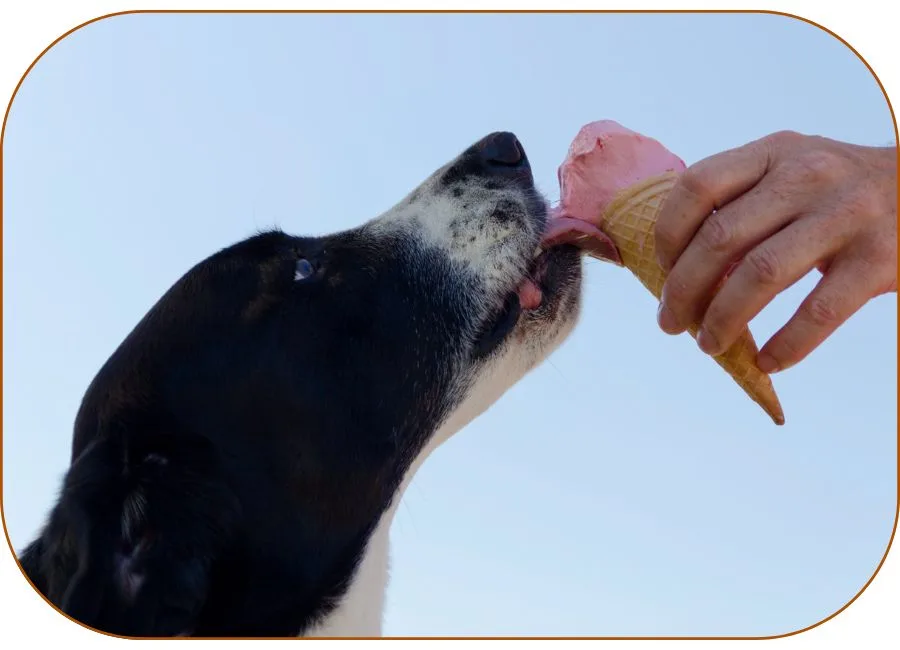 Alimentos gelados podem ser oferecidos para cachorro com calor.