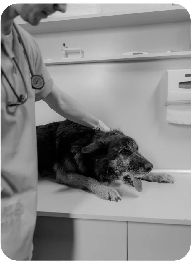 Cachorro sendo atendido em clínica veterinária.