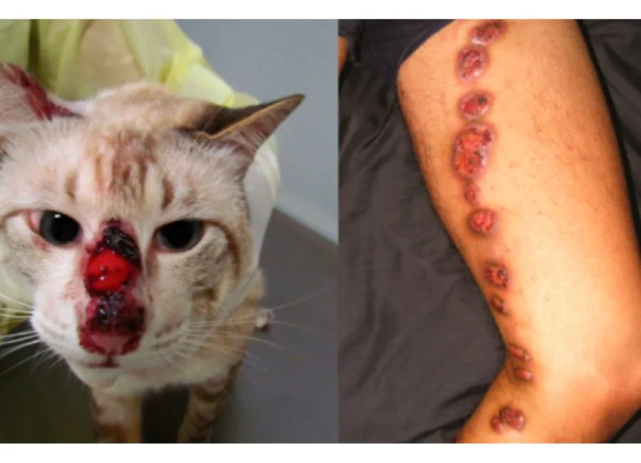 A esporotricose pode ser transmitida a humanos por intermédio do contato, arranhões e mordidas de animais infectados.