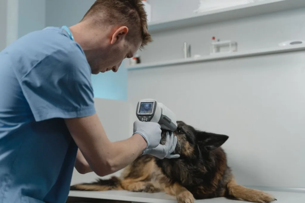 Os cães são mais afetados pela leptospirose.