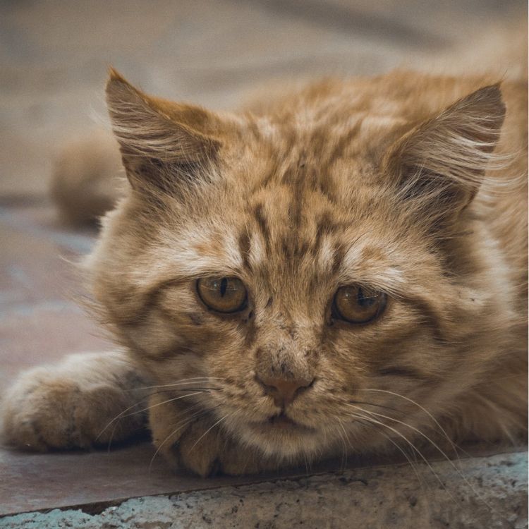 O hospedeiro definitivo do Toxoplasma Gondii são os felídeos. 