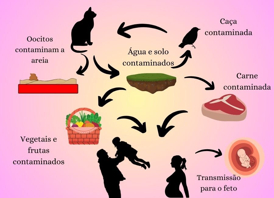 Ciclo da transmissão da toxoplasmose.