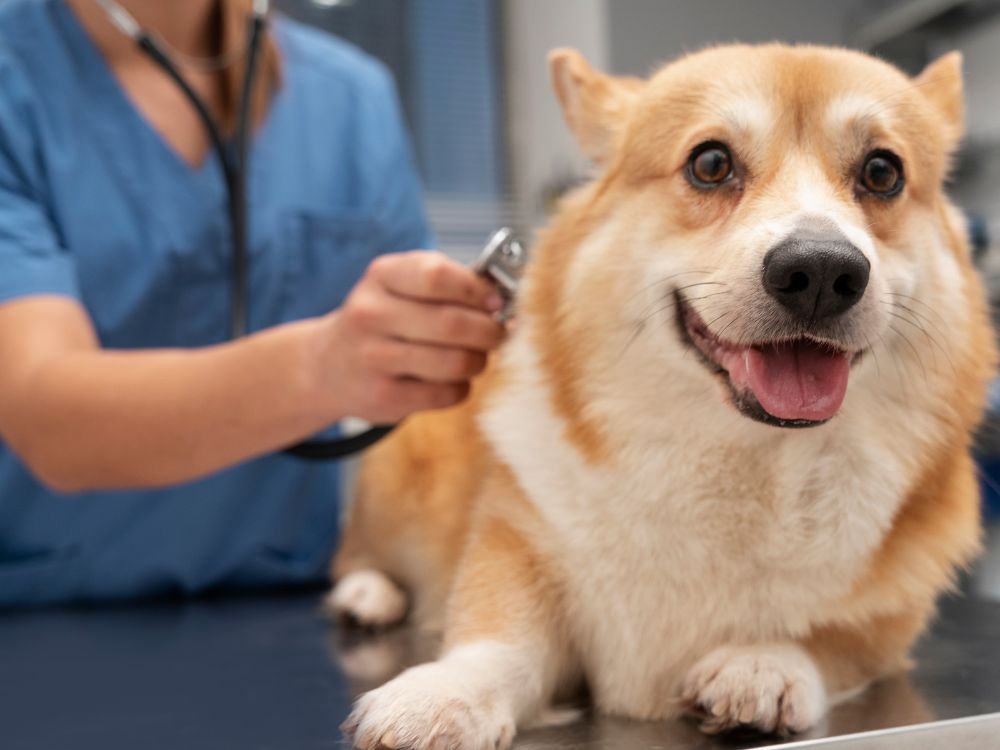 É importante a visita ao veterinário para realizar o diagnóstico adequado da dirofilariose e de outras doenças.