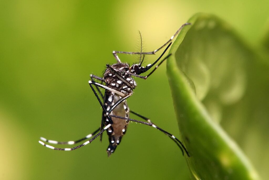 Um exemplar de Aedes aegypti adulto, transmissor da dengue.