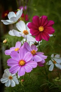 Cosmos de jardim é uma espécie com grande variedade de cores.
