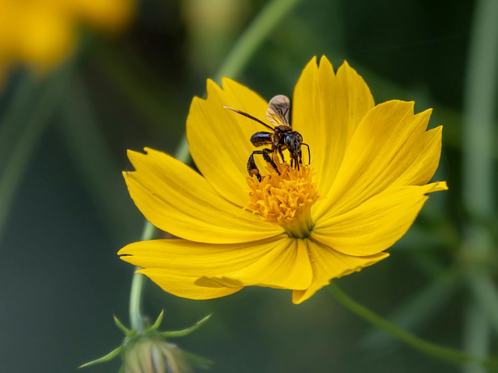 A beleza da Cosmos de jardim se destaca qualquer paisagem.