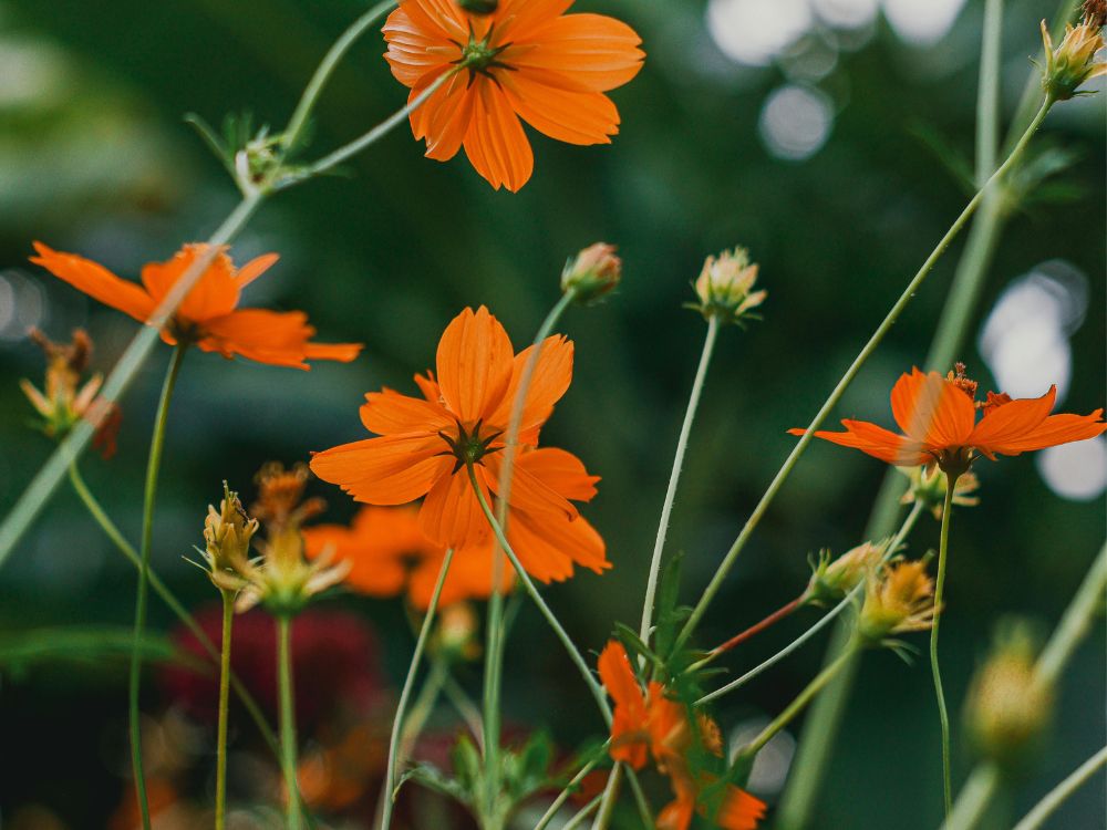 Existem mais de dez espécies de cosmos de jardim.