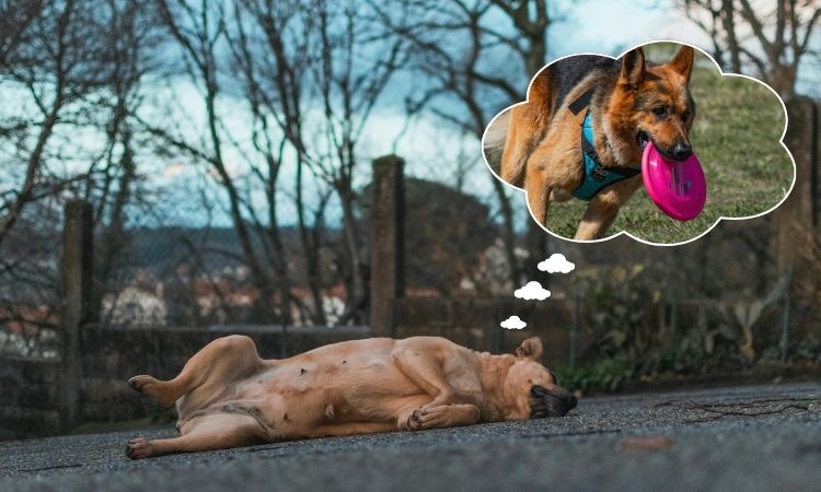 Para evitar a obesidade em cães e gatos a prática de exercício físicos é fundamental.