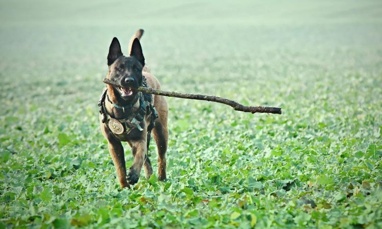 O Pastor Belga Malinois frequentemente é treinado para ser cão policial.
