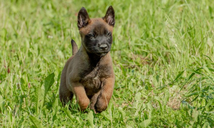Filhote de Pastor Belga Malinois