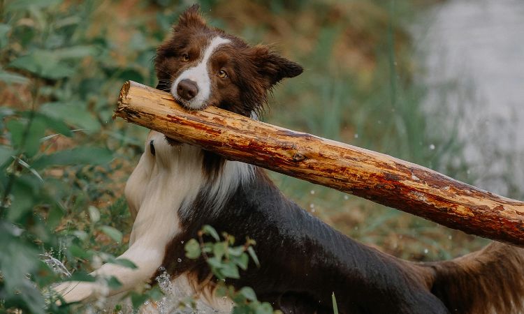 O Border Collie é muito ativo.