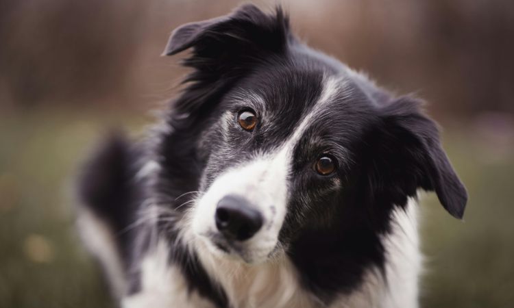 O Border Collie é muito obediente.