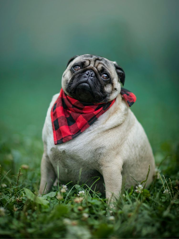 O combate à obesidade em cães e gatos é importante para evitar várias doenças desencadeadas pelo excesso de peso nos animais.