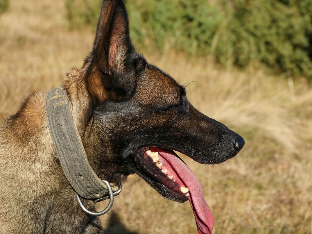 Pastor Belga Malinois