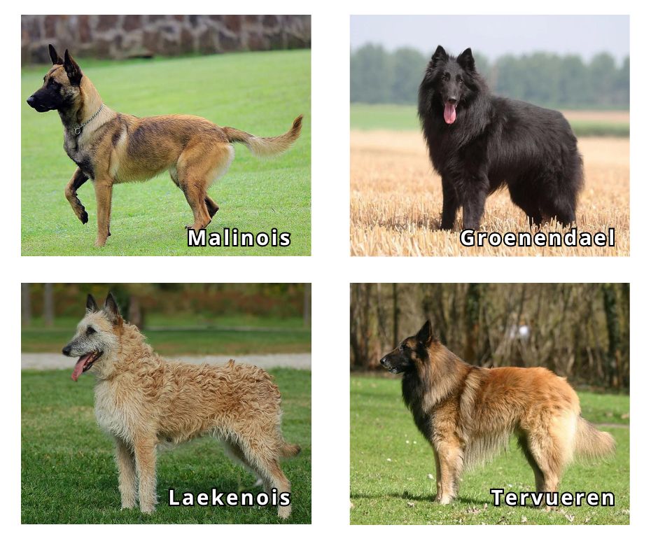 As variedades de pastores belga: Malinois, Groenendael, Laekenois e Tervueren.