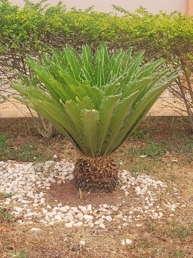 cica revoluta com poda recente
