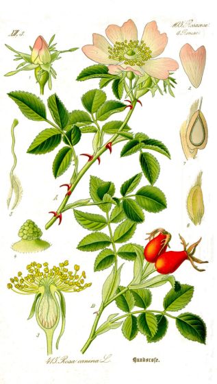 O óleo de Rosa Mosqueta pode ser extraído da Rosa Canina e da Rosa Rubiginosa.