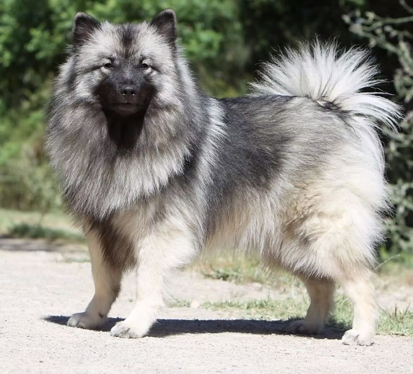 Keeshond é o maior Spitz Alemão. Sua altura pode chegar até 55 cm.