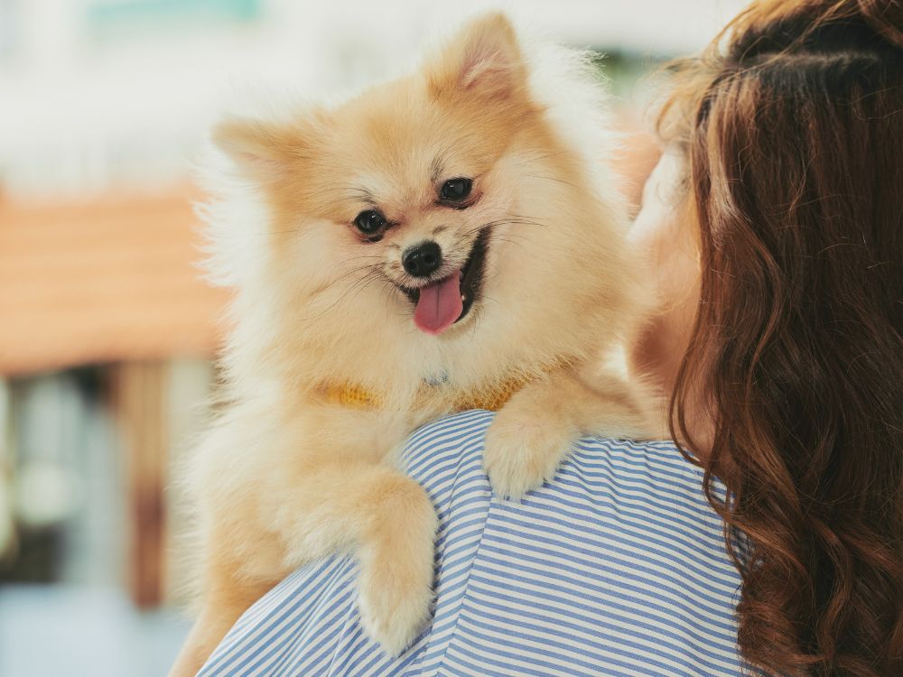 O Spitz Alemão é um cão bastante sociável.