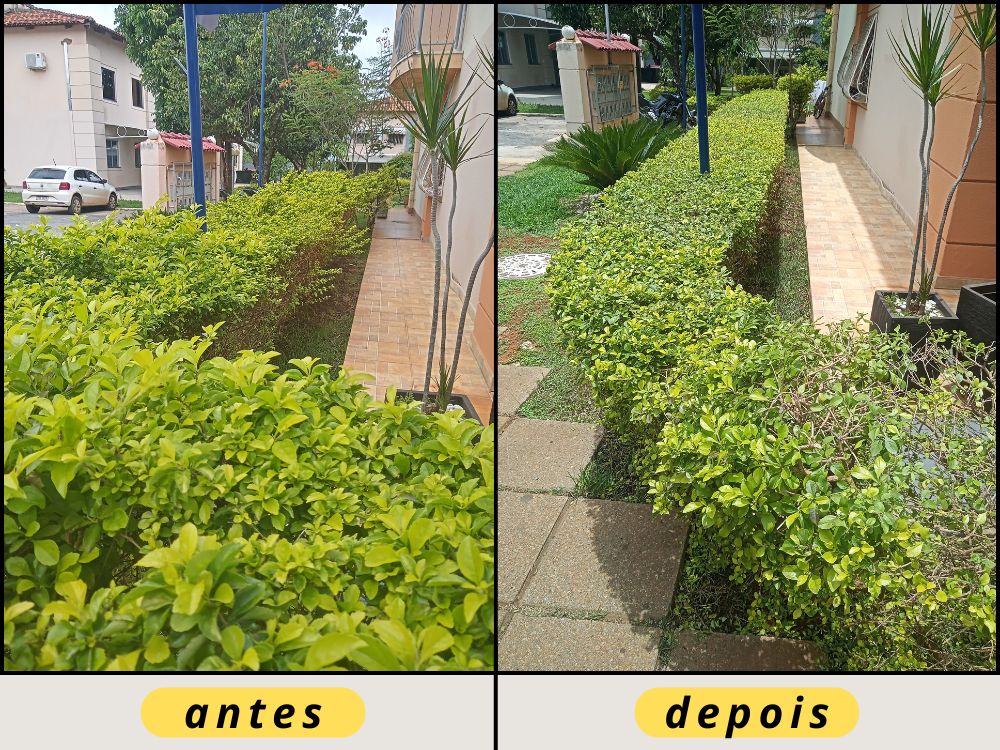 Exemplo de poda em cerca viva de Pingo de Ouro