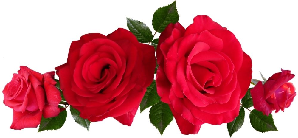 Rosas vermelhas. Na cromoterapia, o vermelho parece estar diretamente ligado a energia, vitalidade e impulsividade.