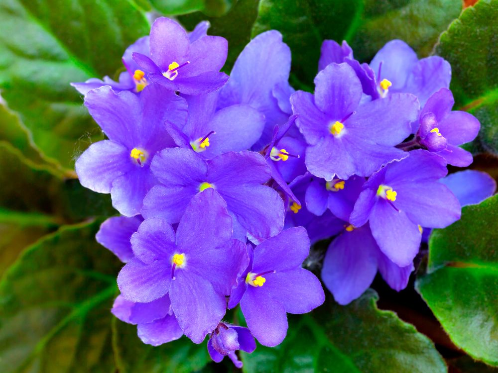 cromoterapia: A cor violeta é considerada a cor da radiação real, a cor da iluminação.