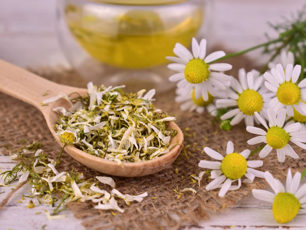 O chá de camomila pode ser feito a partir das suas folhas e flores.