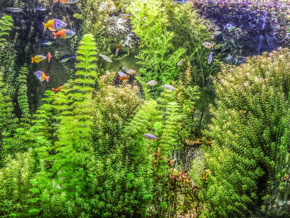 Aquário de água doce com muitas plantas e alguns peixinhos