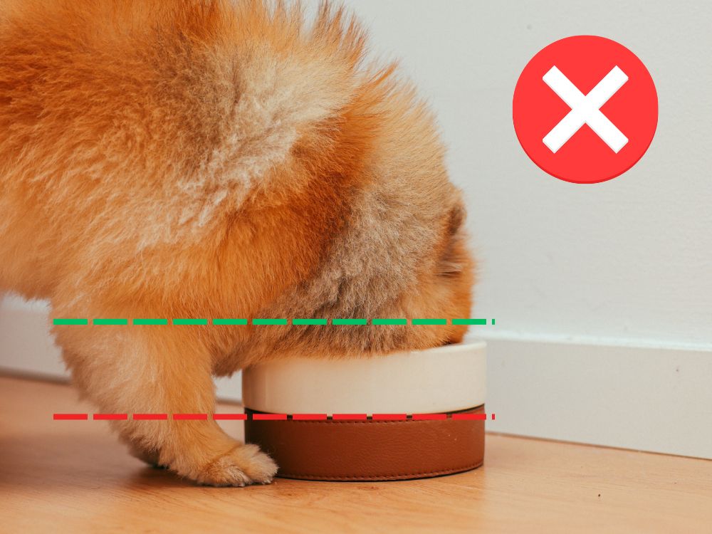 Considerando a alimentação do cachorro, fique atento à altura do pote de alimentação.