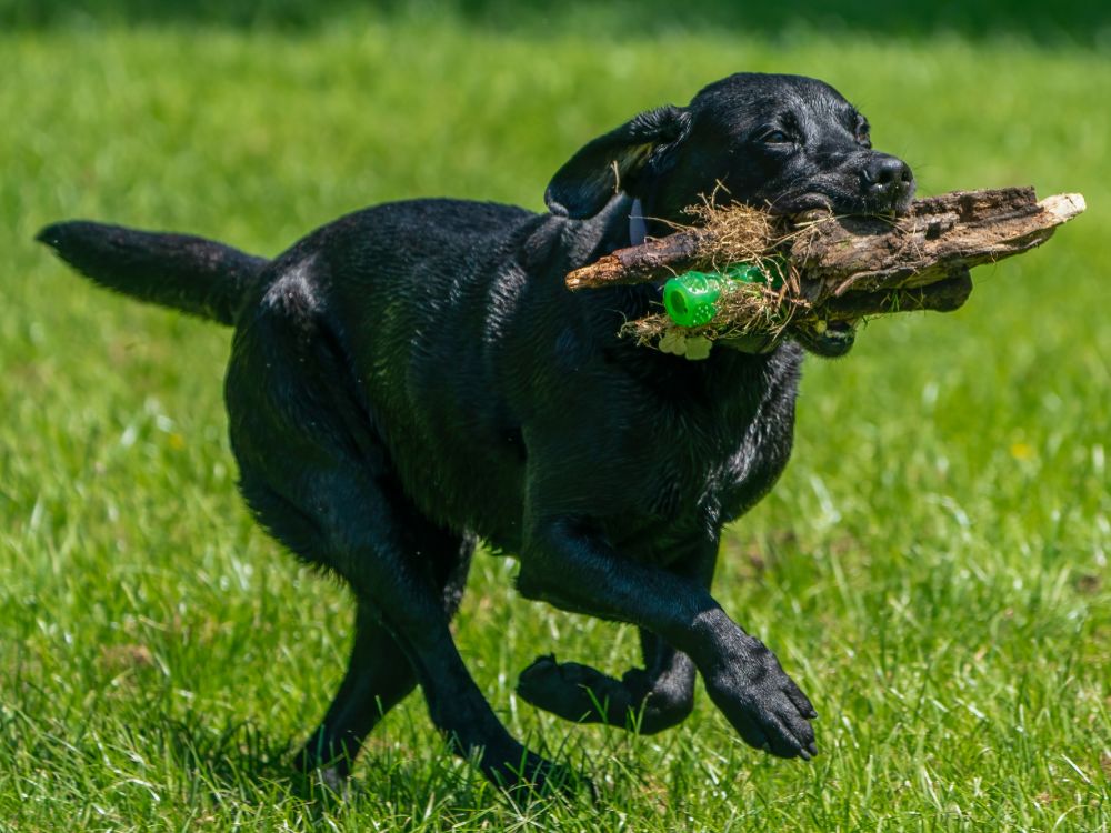 Cachorro é um animal que precisa de estímulos.