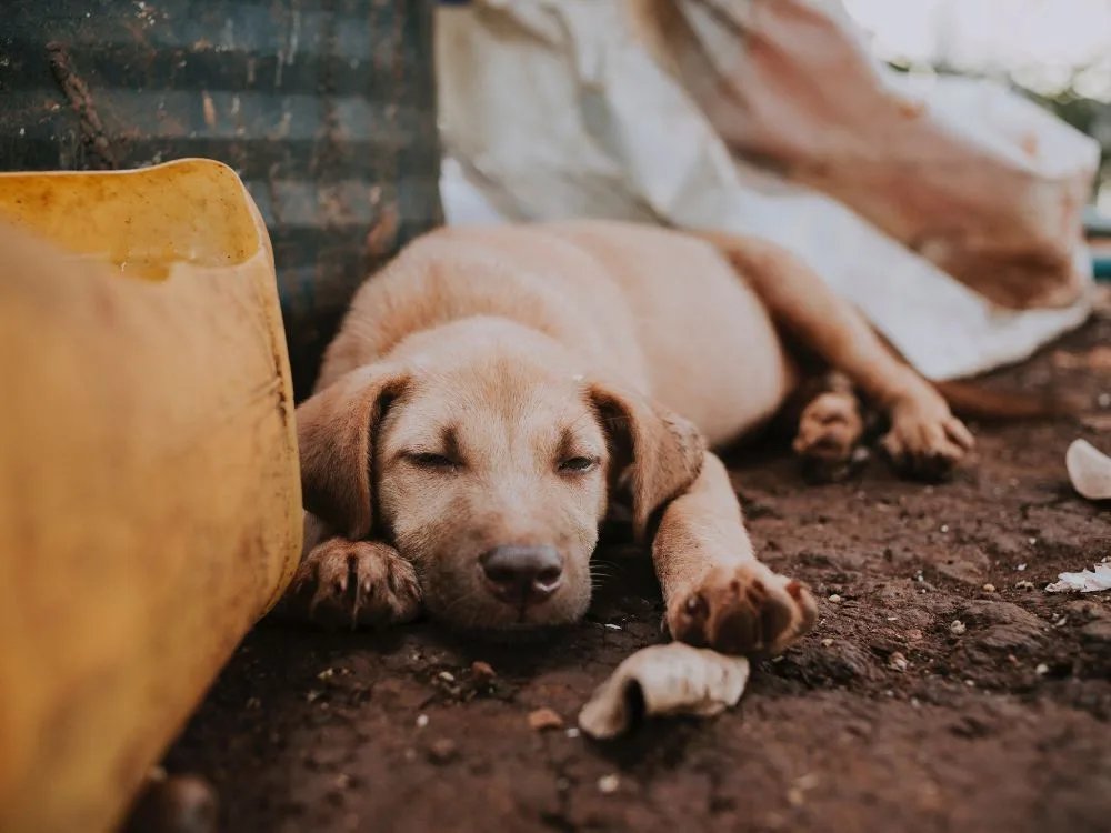 Cachorro deitado no chão.
