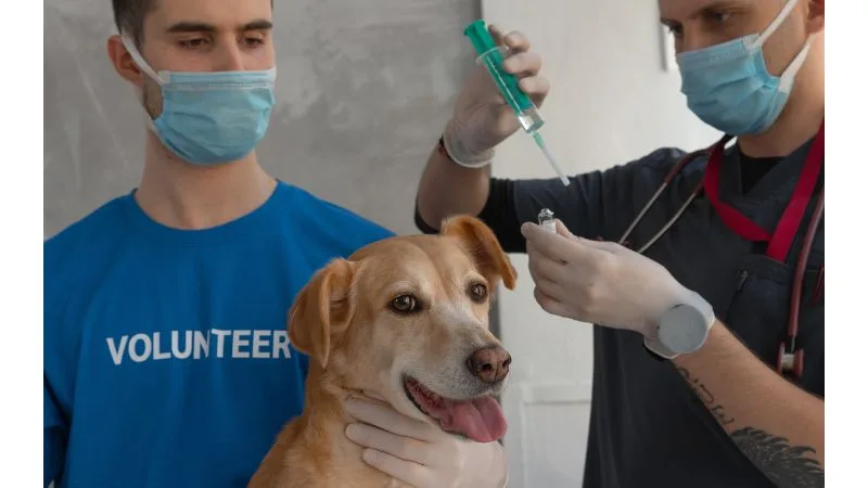 A vacinação contra a raiva é importantíssima. A raiva, é uma doença sem cura. 