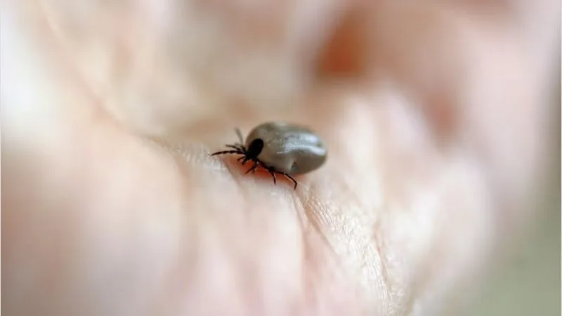 A doença do carrapato é transmitida por uma bactéria presente na saliva desse inseto.