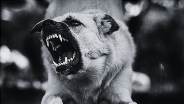Os cães portadores dessa doença podem apresentar agressividade, irritação, febre, entre outros sintomas.