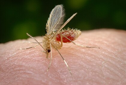A transmissão da leishmaniose visceral ocorre por meio do mosquito palha.