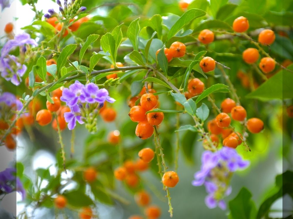 Tudo sobre o Pingo-de-Ouro: o básico de jardinagem